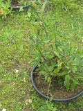 Solanum dulcamara 1