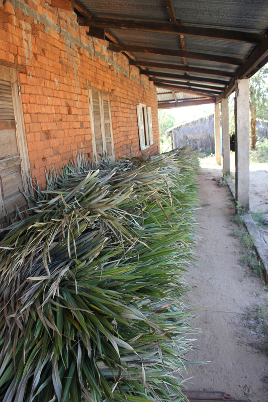 De nieuwe palmbladeren, die op het dak gaan komen