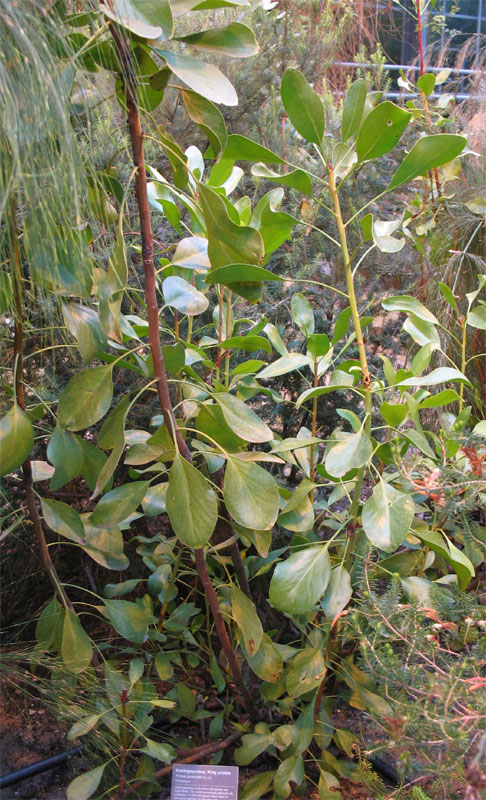 Plant Protea cynaroides 2