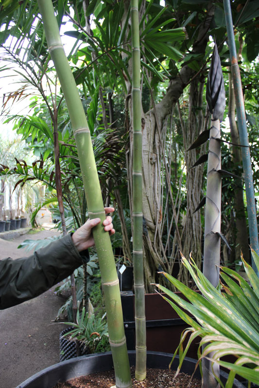 Reuzenbamboe in de Nationale Plantentuin van Belgie