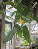 Vanilla planifolia in de Hortus