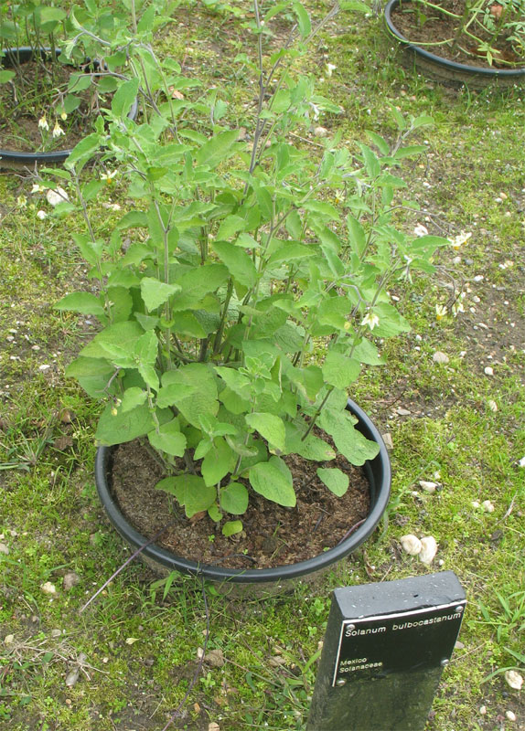 Solanum bulbocastatum 1