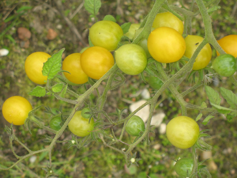 Solanum lycopersicum 2