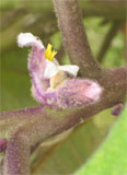 Solanum quitoense 3