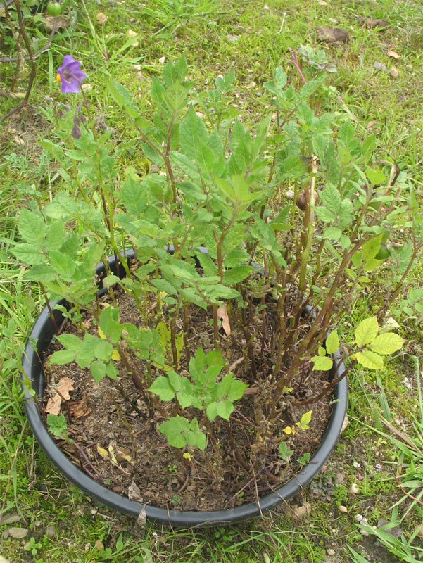 Solanum tuberosum var bolita 1