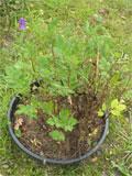 Solanum tuberosum bolita 1