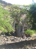 Adansonia digitata op Cabo Verde 1