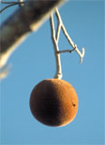 Adansonia rubrosptipa, vrucht