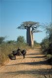 Allee des Baobab 1