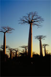 Allee des baobab 4