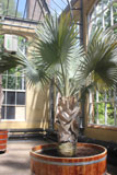 De Bismarck palm in de Palmenkas 1