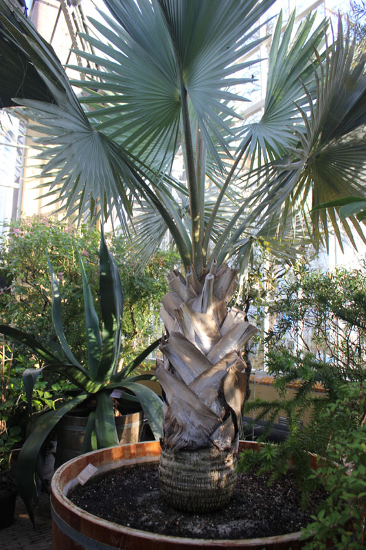 De Bismarck palm die in de Palmenkas staat 2