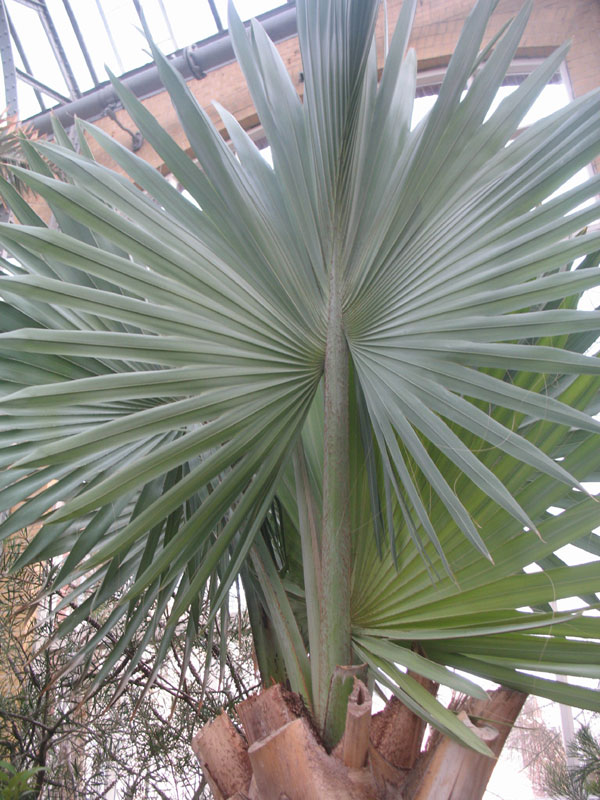 Het blad van de Bismarck palm