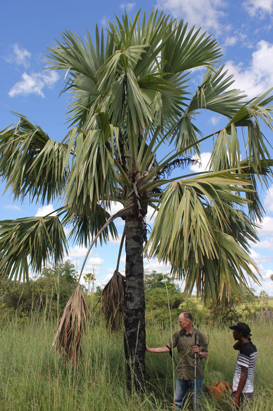 De groene varieteit van de Bismarck palm in zijn landschap