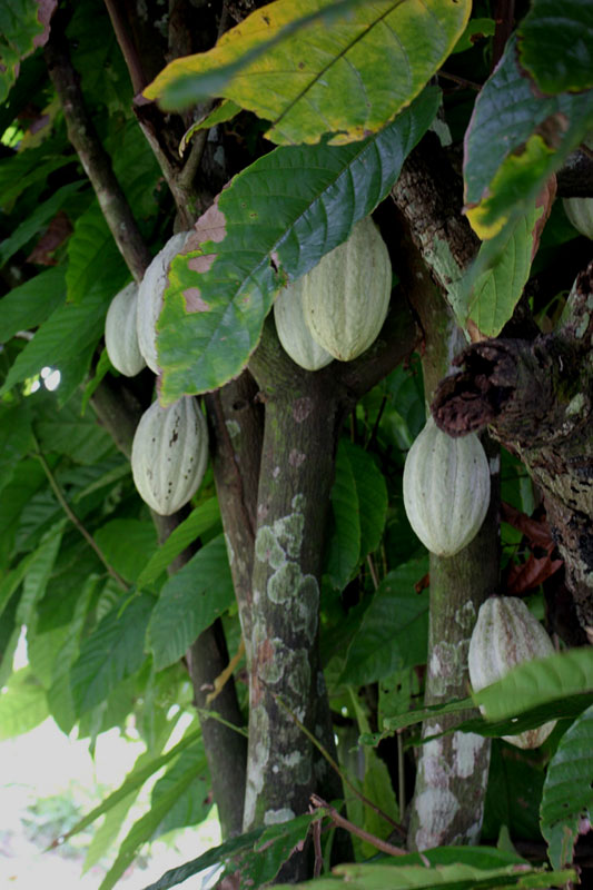 Cacaoplant met grote vruchten