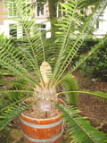 Encephalartos senticosus in de tuin