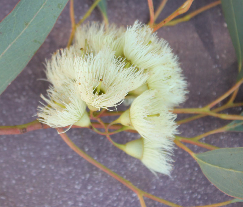 Detail van bloemen van een Eucalyptus