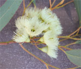 Bloemen van een Eucalyptus