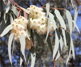 Tak van een Eucalyptus met bloemen