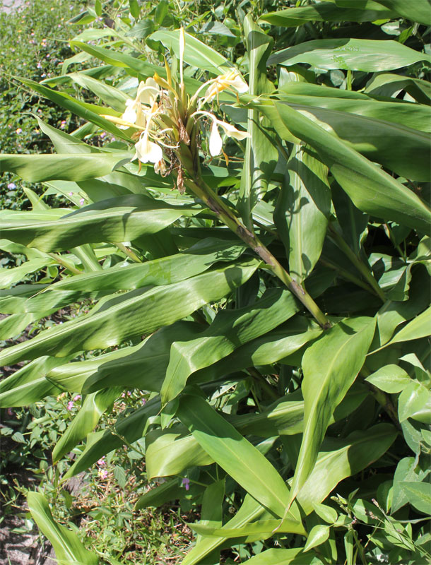 Hedychium coronarium, gefotografeerd in Madagaskar