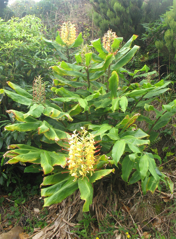 Foto 1 van Hedychium gardnerianum