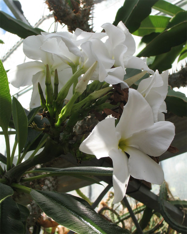 Bloemen van Pachypodium lamerei