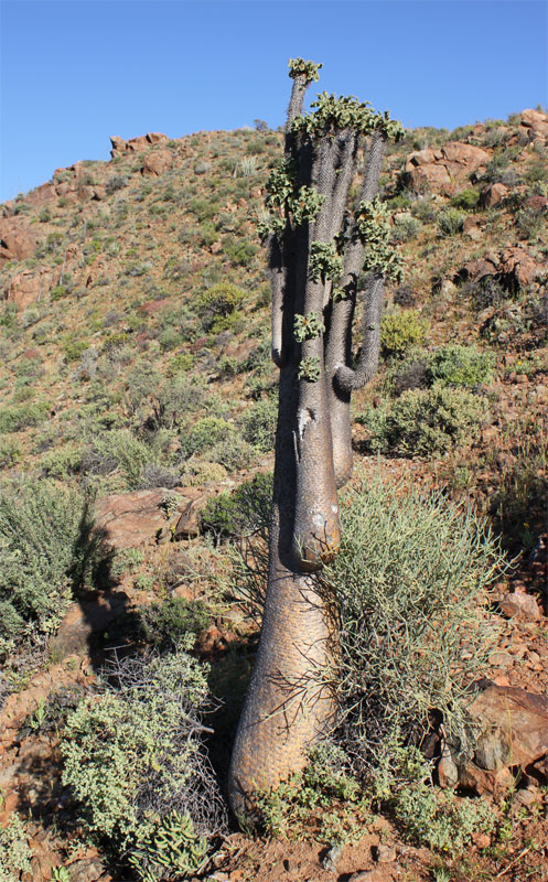 Pachypodium namaquanum in het Richtersveld National Park
