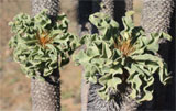 Een kop van een P.namaquanum met bladerkransen