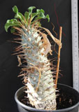 Mijn eigen P. namaquanum plant, opgekweekt uit zaad