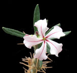 Pachyppdium succulentum 3