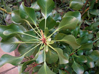 Bladeren van de Protea cynaroides