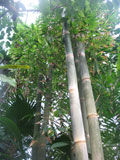 Reuzenbamboe in Hortus Plantage 2