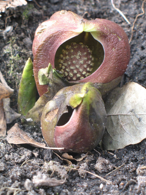 Bloeiende plant van Symplocarpus foetidus